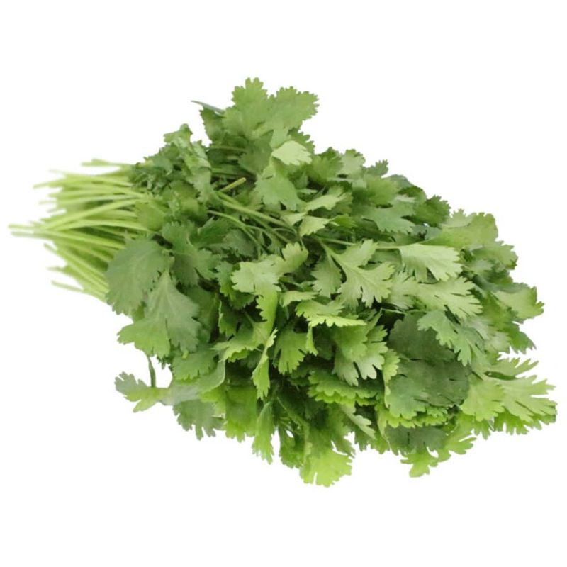 Coriander Bunched Herb (Cilantro)