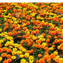 Marigold Flower (Yellow & Orange Mix)