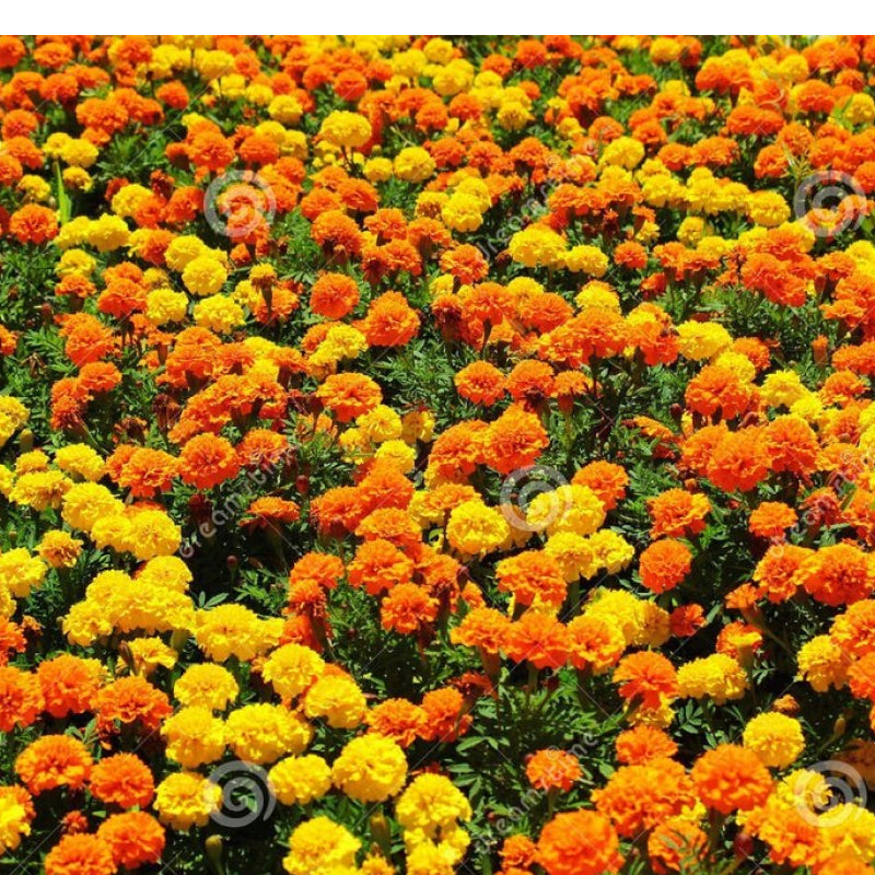 Marigold Flower (Yellow & Orange Mix)