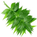 NEEM LEAF 1 PACK (APPROX. 10 STRINGS)