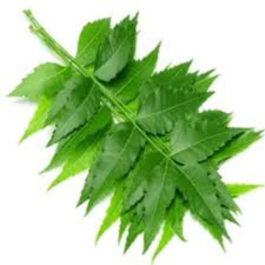 NEEM LEAF 1 PACK (APPROX. 10 STRINGS)