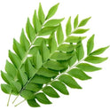 Pre Packed Curry Leaves