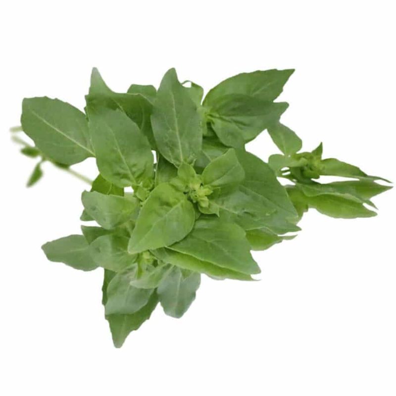 Basil Bunched Herb