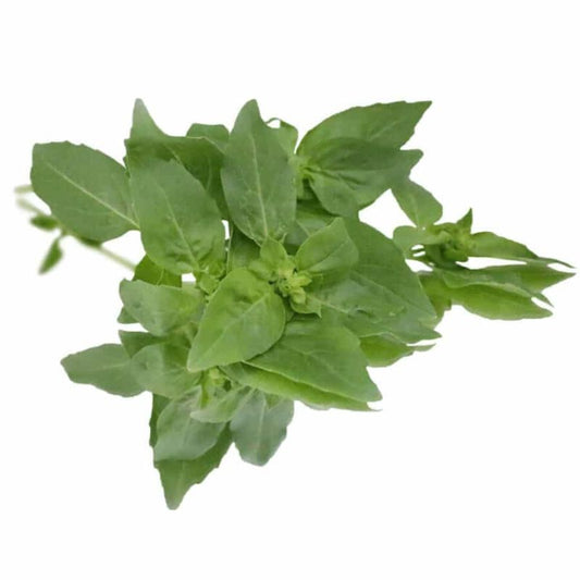 Basil Bunched Herb