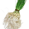 Indian Green Garlic (Lilu Lasan)