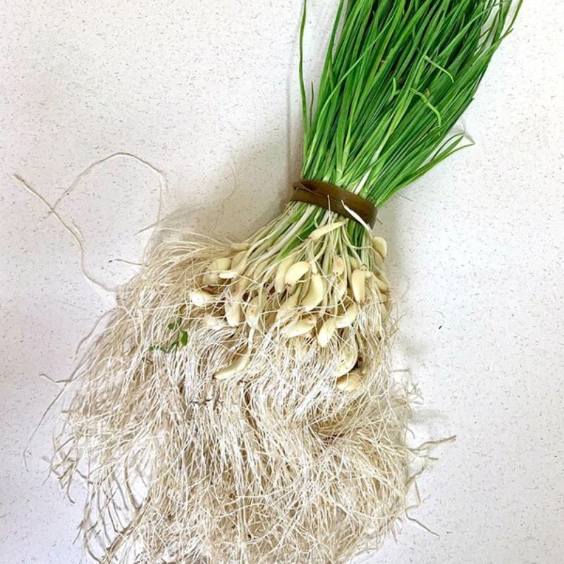 Indian Green Garlic (Lilu Lasan)