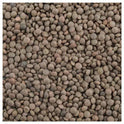 Whole Masoor (Masoor Dal)