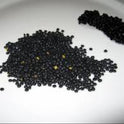 Black Lentils (Urad Dal)